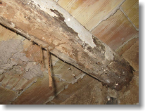 pudrición en madera